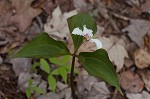 Painted trillium