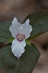 Painted trillium