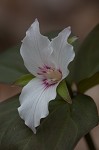 Painted trillium