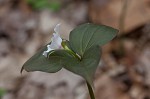 Painted trillium