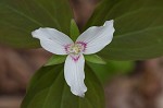 Painted trillium