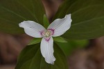 Painted trillium