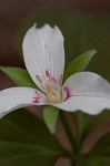 Painted trillium