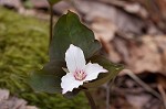 Painted trillium