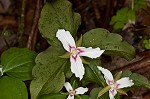 Painted trillium