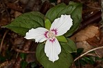 Painted trillium