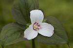 Painted trillium