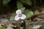 Painted trillium