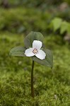 Painted trillium