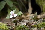 Painted trillium