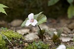 Painted trillium