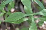 Yellow horse gentian