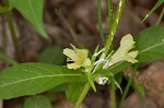 Yellow horse gentian