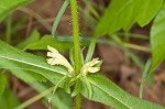 Yellow horse gentian