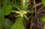 Yellow horse gentian