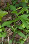 Yellow horse gentian