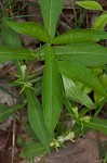 Yellow horse gentian