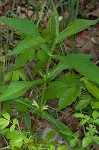 Yellow horse gentian