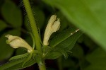 Yellow horse gentian