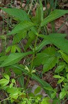 Yellow horse gentian