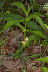 Yellow horse gentian