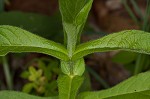 Yellow horse gentian