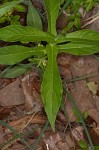 Yellow horse gentian