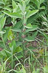 Feverwort