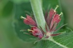 Feverwort