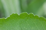 Feverwort