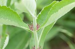 Feverwort