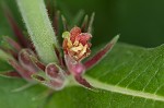 Feverwort