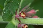 Feverwort