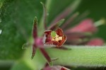 Feverwort