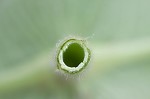 Feverwort