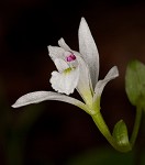 Threebirds orchid