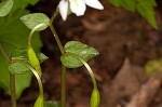 Threebirds orchid