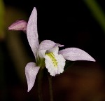 Threebirds orchid