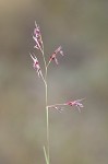 Perennial sandgrass