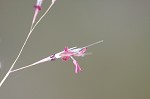 Perennial sandgrass