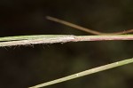 Perennial sandgrass