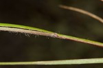 Perennial sandgrass