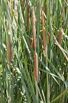 Narrowleaf cattail