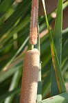 Narrowleaf cattail