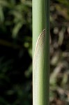 Narrowleaf cattail