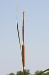 Narrowleaf cattail