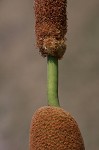 Narrowleaf cattail