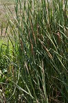 Narrowleaf cattail