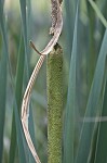 Cattail