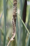 Cattail